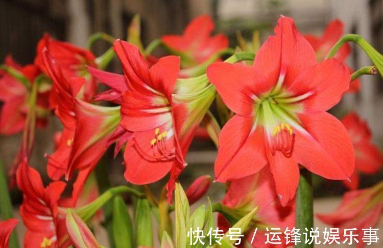 家养这几款植物，长得比绿萝快，花大色艳，一年四季都开花