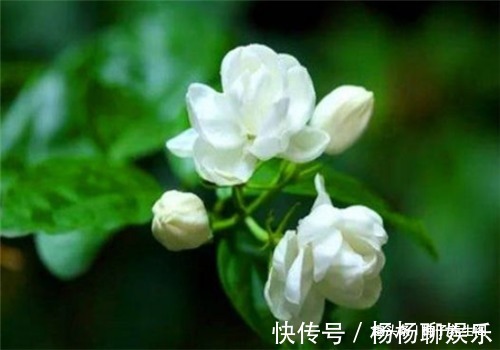 沙棘|女性要排毒,离不开4种食物,排出毒素,滋阴降火,滋养女性子宫