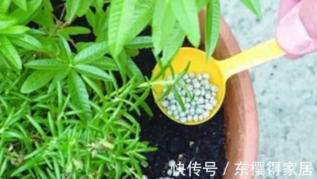 修剪|喜欢养花，先戒掉7个坏习惯，不然啥花也养不好，你占了几个？