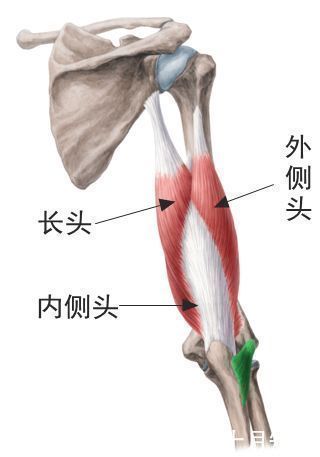 躯干|仰卧臂屈伸动作解析，帮你了解动作正确完成，发挥动作优势练三头