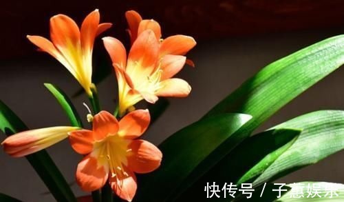 君子兰养|冬季君子兰怎么养？避开4个雷区，生长健壮年年开花！