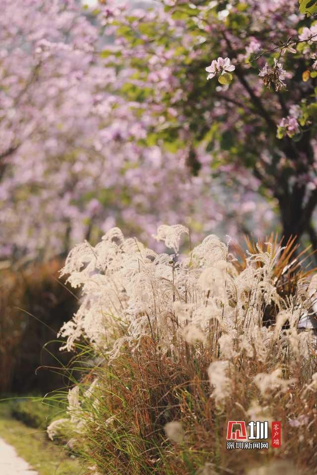 繁花绽放装点光明 一步走进春天里