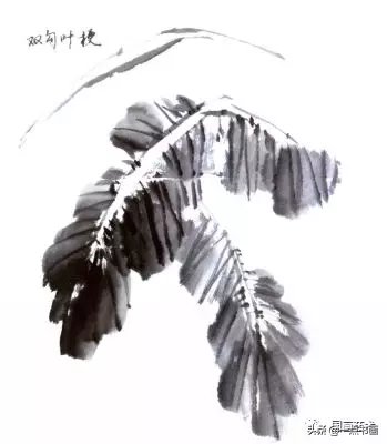 教程@图文教程——芭蕉画法