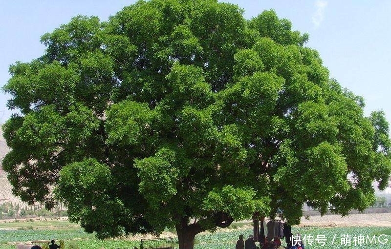 经典对联:上联“槐树无风徐晃,木旁有鬼”下联成为绝唱!