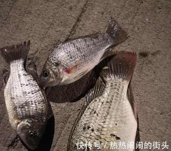 可惜!男子钓起“芝麻怪鱼”,却全部丢弃,网友最好吃的花雕鱼!