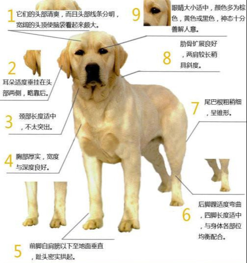 犬体长定义 犬体长定义