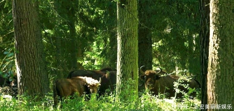 基因|纳粹掌握了基因改良技术?史前巨型野牛复活计划居然成功了