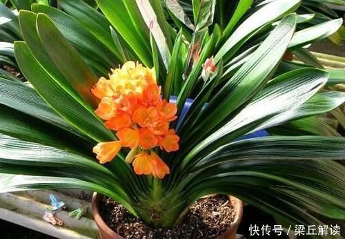 入秋|家庭盆栽君子兰,入秋做好3点,叶子翠绿,年年花开爆成'球'