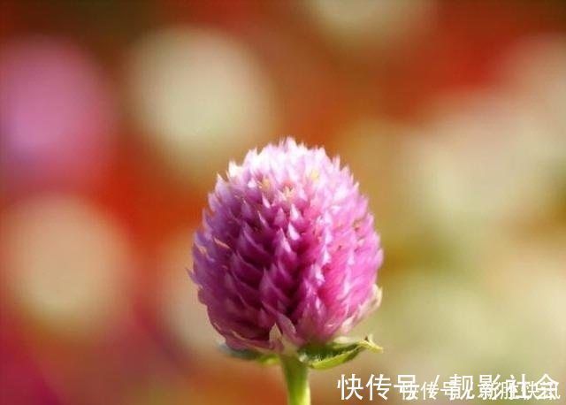 火球花|一种能常开不败的花卉盆栽,象征着永恒的爱,还能泡茶,受人喜爱