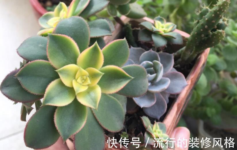 修剪|多肉艳日辉,看着不起眼,但做好这些却能轻松养成老桩