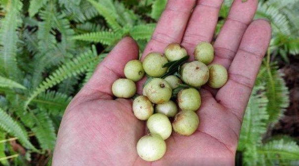 野果|农村一珍稀“野果”,90年代的时候摘来就吃,现在制果酒卖80一斤