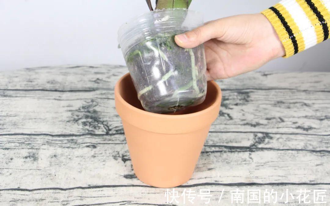 叶片|夏天怕晒的花,赶紧搬到阴凉地儿,再晒成枯杆了