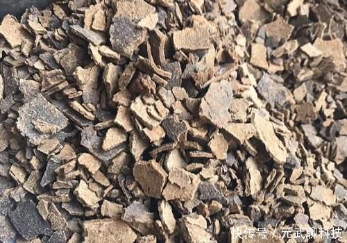 花生仁|养虎皮兰，时常忧虑黄叶、生长迟缓问题，就经常喂点它们吧