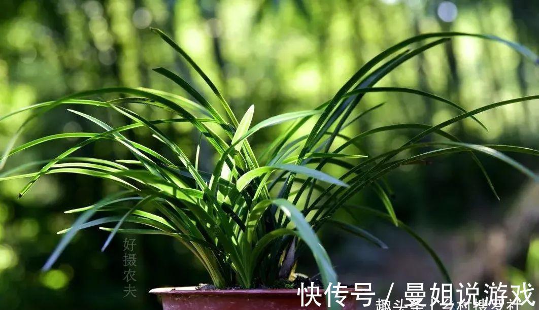 兰花叶尖常有枯黄焦黑,有没有实用的技巧,轻松就解决问题?