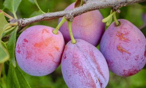 女性不能錯(cuò)過此零食，每天幾顆，不貧血了，色斑淡了，視力更清晰