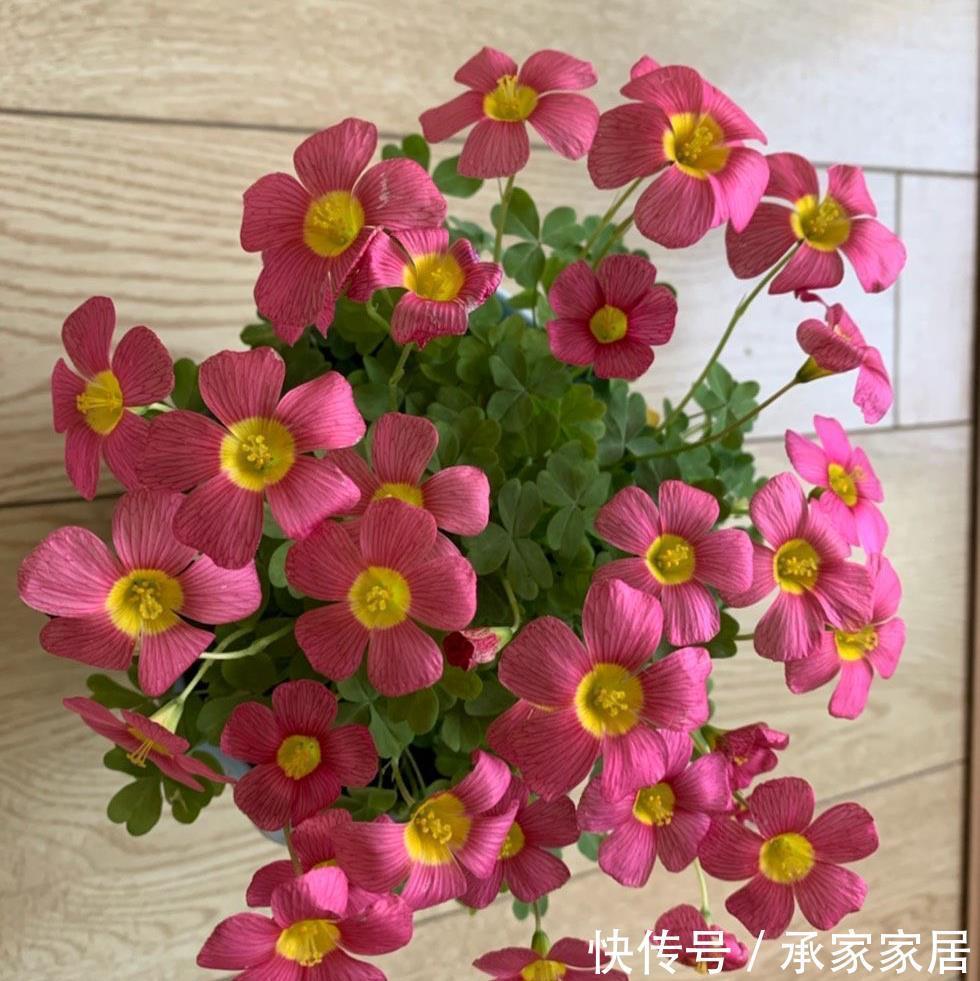 栽种|立秋之后,3种球根花卉可以种了,很好养各种花色无比美貌