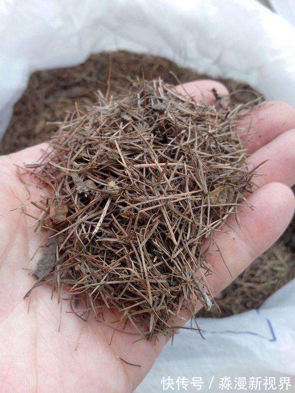 花卉|养花土“别买”，出门挖“2桶”，花卉不烂根、不黄叶，根粗叶绿