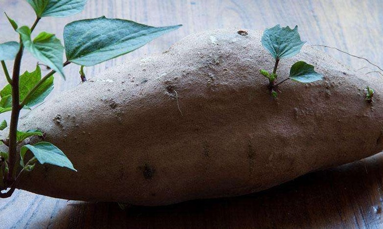 转告家里人这2种蔬菜发芽后吃,营养价值会翻倍,别白白浪费了