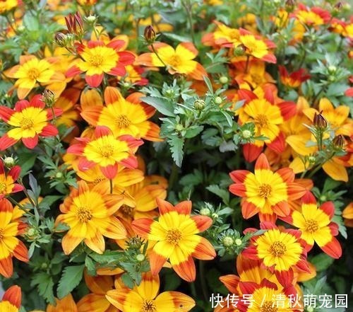 狗牙花|被名字耽误一生的6种花，土里土气，开花却“气度非凡”靓丽入眼