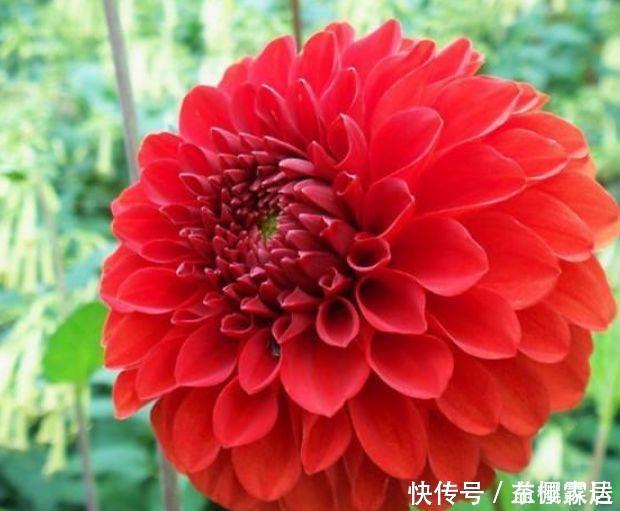 4种花是爆盆能手，开起花来拦不住，花色繁多易爆盆，娇艳欲滴