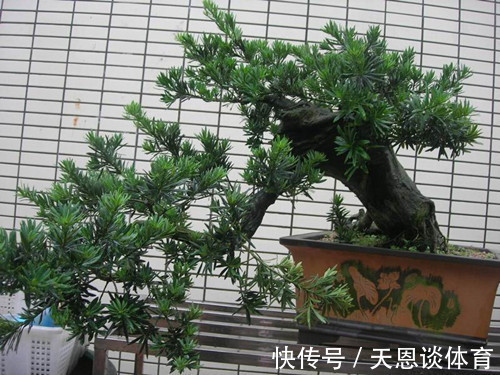 7种树“进宅”,旺财镇宅,延绵百年,家里有地方,一定养一棵