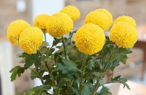 4种便宜花,养在阳台超美的,开花特漂亮,给点阳光就灿烂