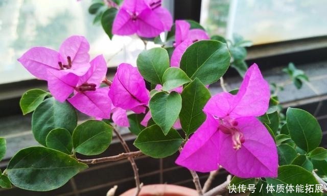 黄叶|三角梅“黄叶”不开花,用这2种水浇一浇,叶子油绿,满头花!