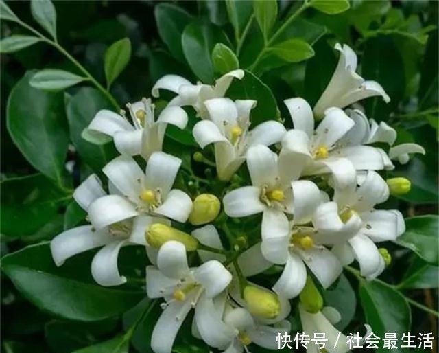 此“花”比香水还要香,院子里种一棵,能净化空气,花香九里!