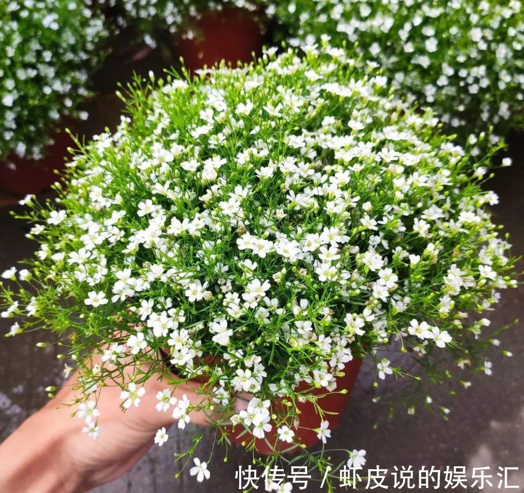 冬天花市“猫腻”多,5种“激素花”,多好看也别买,白白浪费钱