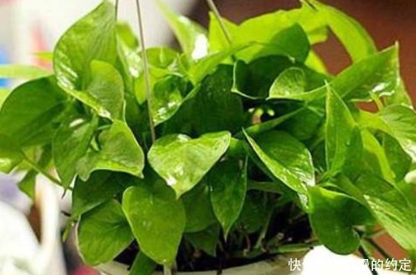 俗语“一颗绿萝七个鬼”,家中为什么不能放绿萝有啥讲究