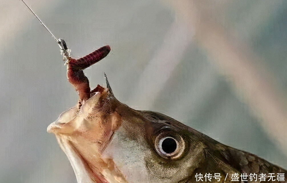 蚯蚓是万能饵,钓鱼也要注意这3点,不然一样不好使——盛世三渔