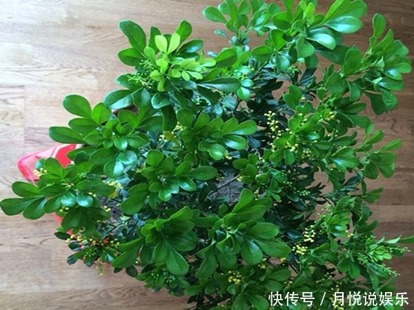 米兰哗哗掉叶子几种错误别再犯,不然秃的只剩杆!