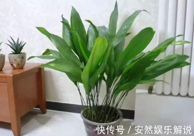 养花就养3种耐旱花,耐热耐晒还耐寒,开花爆盆很容易,漂亮极了