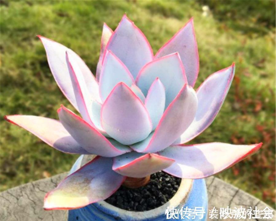 仙子|多肉中的“广寒仙子”，养护过程有4怕，学会了仙气飘飘幽蓝高贵