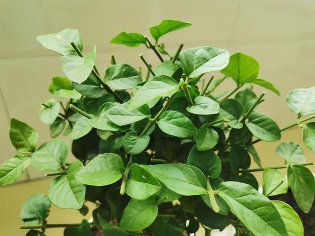 茉莉花后赶紧剪,剪完就开花,一直剪一直开