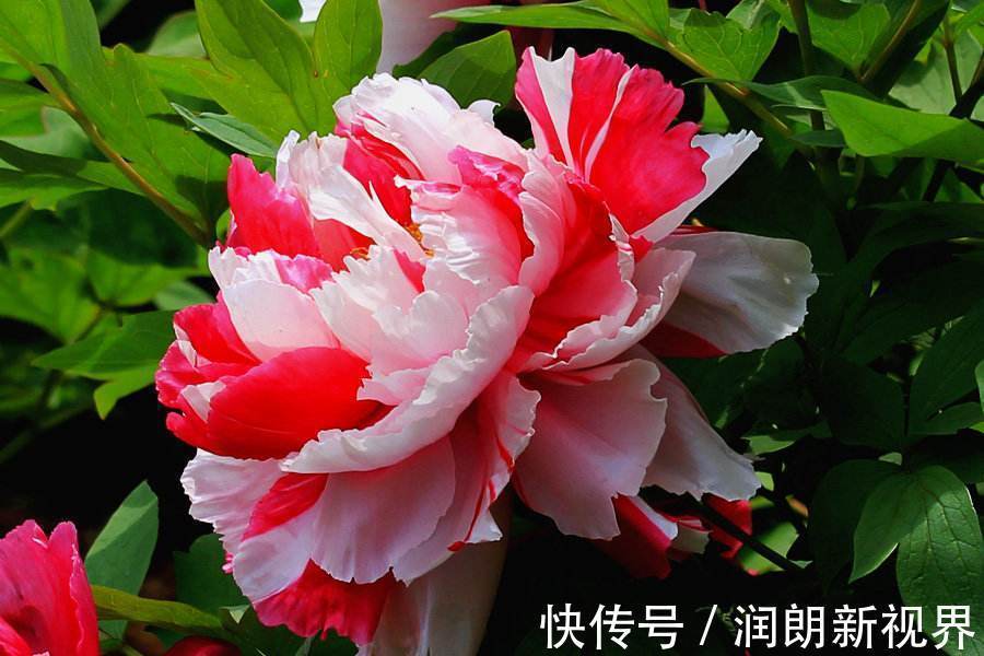 枝茎|芍药、牡丹啥傻傻分不清记住这几点就行啦!