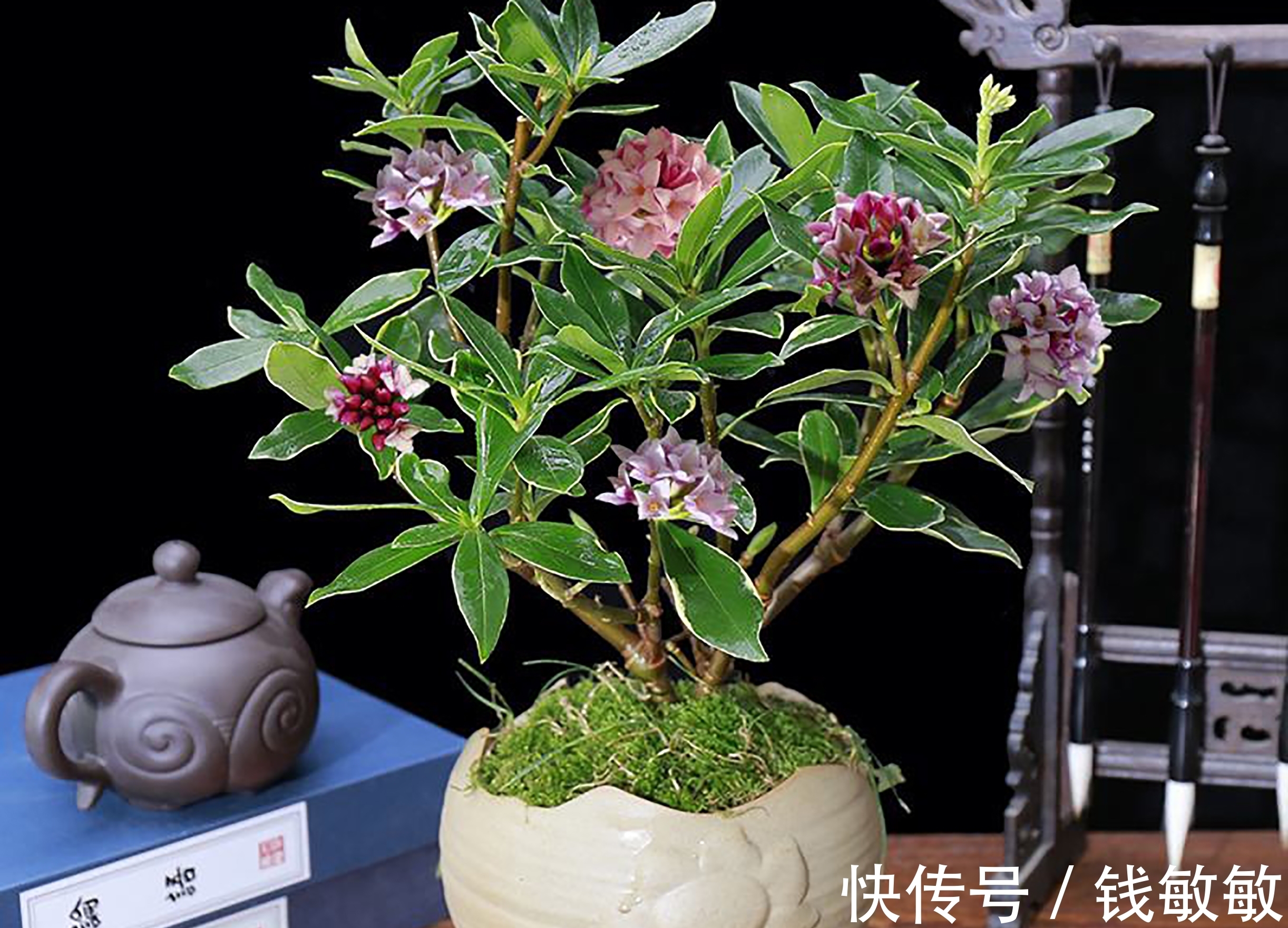 植物趣谈:花中祥瑞的瑞香