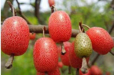 人到中年|人到中年想长寿，可以坚持吃3种食物，营养丰富，有益健康！