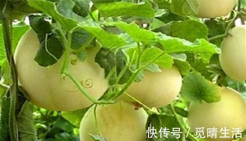 美容养颜|女性爱美坚持吃三种食物,活血养血,美容养颜,使皮肤红润有光泽