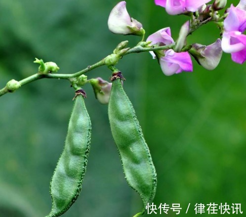 抱子甘蓝|想长寿先养生,推荐吃3种食物,排毒护肝,保护血管,美味又健康