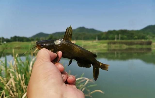 鱼情|高温天垂钓不宜用蚯蚓实践出真知,“万能饵”并非浪得虚名