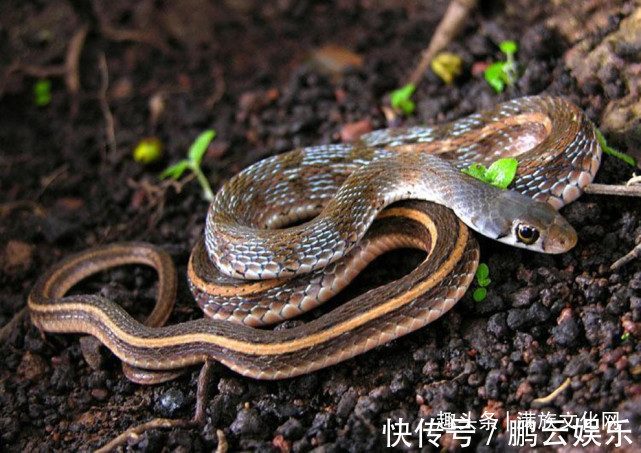 老翁@松花湖畔有龙蛇！神秘老翁讲述日伪时期他四次惊遇龙蛇的奇遇