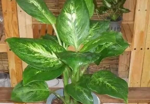 5种有毒的花卉盆栽,如果家中养了,赶快处理,不要掉以轻心