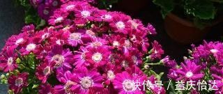 调味料|厨房里的1种调味料，用来养花，花苞呼呼长，养一盆旺一盆！