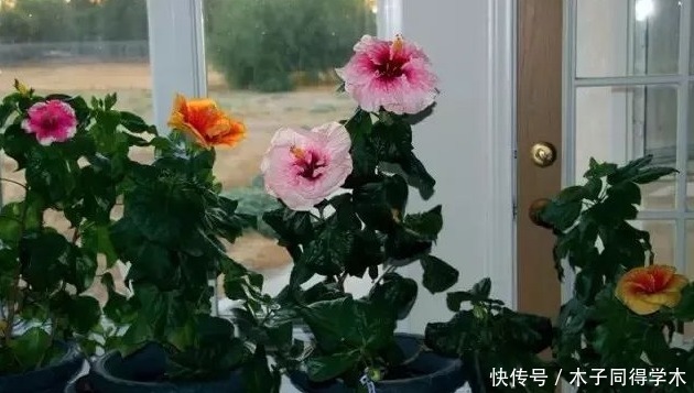 春天养“勤花”,盆栽此3样,照顾到“重点”,四季开不停