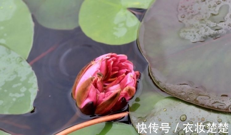 “四蒂睡莲”长什么样?一起来花博园看荷花、莲花群芳争艳