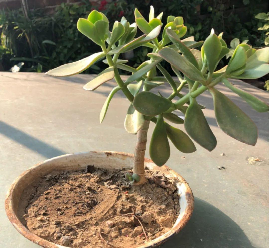 最小的盆,养最牛的花,还能开爆盆,真牛!