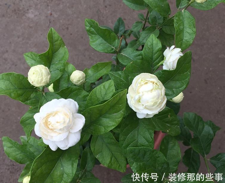 茉莉|三种茉莉花,各有各的美,别只养普通茉莉了