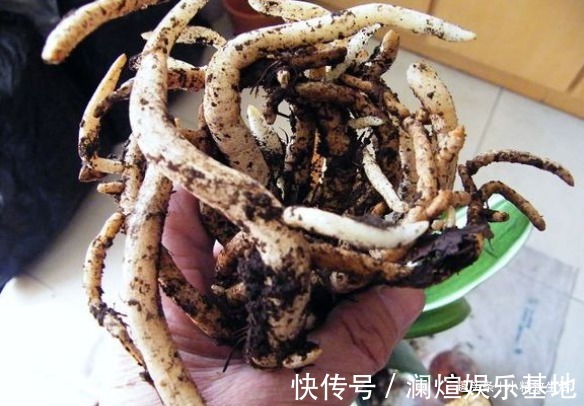 2种“废水”家家有，处理之后来浇花，根粗叶绿，半年不用施肥