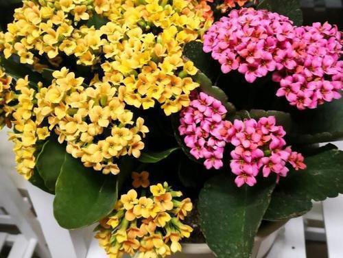 花卉|家里养花,2种东西掺盆里,土壤疏松透气,比淘米水强10倍!